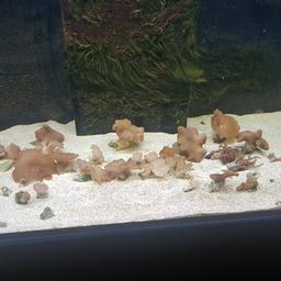 Loads of frags, leathers toadstools and kenya trees and a good few full size toadstools and leathers. These have all been selling at £5-£10 each but need them all gone now as closing tank and need to drain tank. £40 for all in the picture absolute bargain, could resell for much more