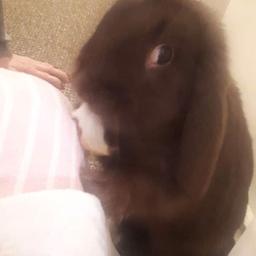 7 months old Mini lop for 30 or 45 with hutch and cover he is upto date on injections etc likes to roam around doesn’t like being smothered he’s a lovely boy no time wasters please