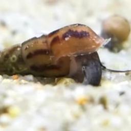 X5 different size live malaysian trumpet snails. Live in tropical fish tanks and will cleen you tank very well. They will also rumage around in the substrate at the bottom of your tank to stop it going sour. They love to burry in gravel so that's an ideal habitat. Anything else will be fine.
Message me with any questions.
Can post anywhere 