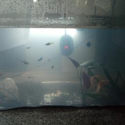 5 guppies. 1 male rest female
1 Perl guarmi
1 red guarmi
1 black Molly
1 loach
5 tetra. 2 gold and 3 with black stripe down it
1 large stunning angle fish female long finned

also have large gold fish for sale see other add

selling due to tank leaking no time wasters.

15. beautiful fish. no offers please