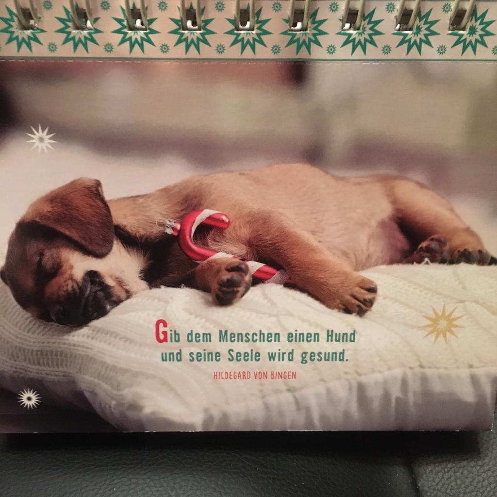 🎁 24 süße Weihnachtsgrüße für Hundefreunde 🐕 in 76646 Bruchsal für 5,50