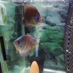 2 pairs of discus fish for sale £220 ono