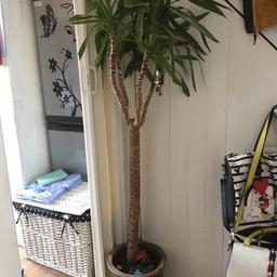 My large tree plant needs a new home I have no space for it, was a gift and been well looked after, I have no idea what kind of plant it is.