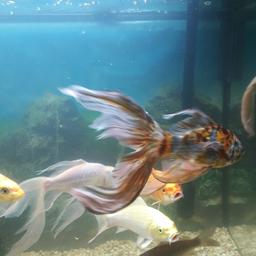 five large goldfish four are fan tails and one is large goldfish,  one of the fantail as a eye missing,  this are free to collet