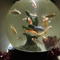 ( Needs a Clean ) Very crowded due to one tank leaking and having to rescue the goldfish and put them in this orb tank, comes with all fish, lights up at night as pictures show, have spare filter and fish food. Can deliver if local