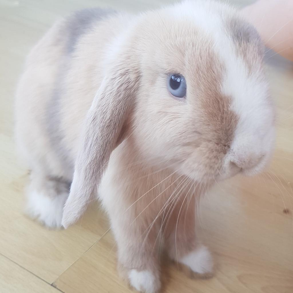 Male mini lop rabbit in Coventry für £ 50,00 zum Verkauf | Shpock AT
