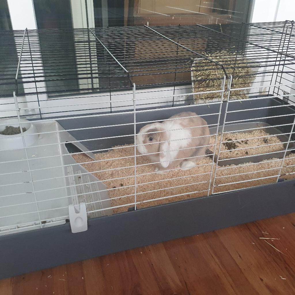 Male mini lop rabbit in Coventry für £ 50,00 zum Verkauf | Shpock AT