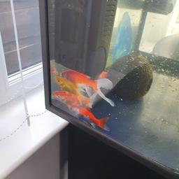5 gold fish free to a good home but doesnt come with tank sorry so will need to bring bags or a container pick up SK145SS