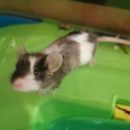 free to a good home, hes only young, only wanting to re home as i have a hamster and the scent of each other seems to really annoy each other and Gandalf never seems to come out, at all! id rather he go somewhere he will be happier. will come with his cage and food mix. 
collection Newbold