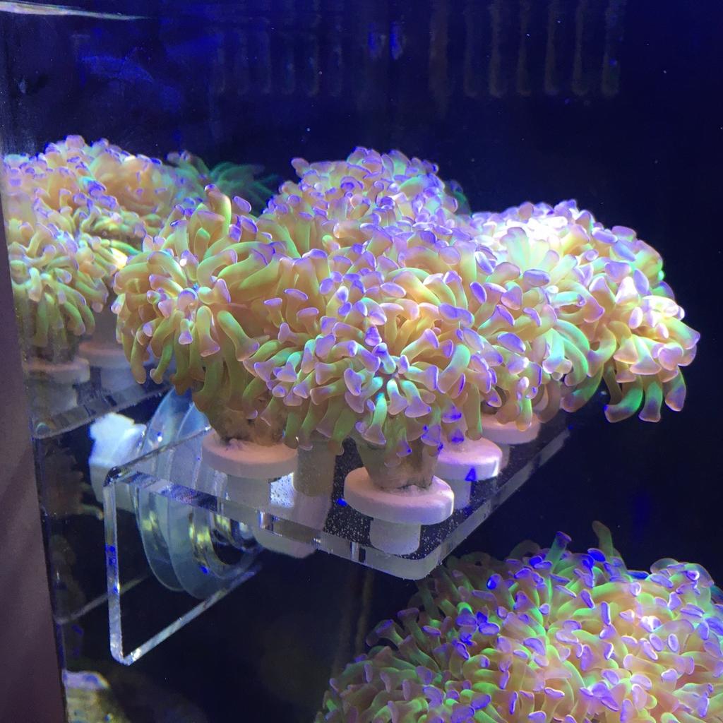 Hammer coral frags branching lps euphyllia in N14 Enfield for £10.00 ...