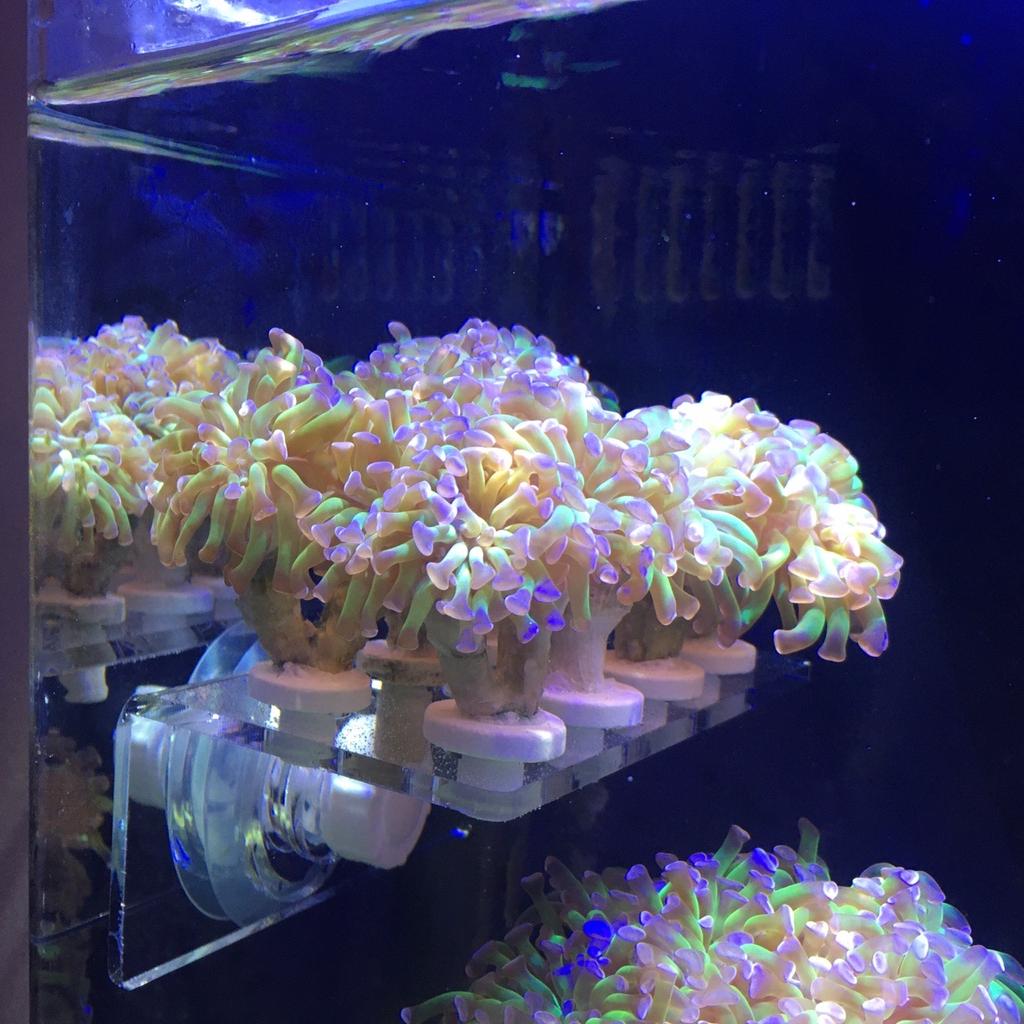 Hammer coral frags branching lps euphyllia in N14 Enfield for £10.00 ...