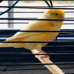 Beautiful healthy young singing canary birds from this year march ..pair male and female birds only if you want cage i have different so the price is only for birds any sensible questions pllz ask no time wasters pllz thanks