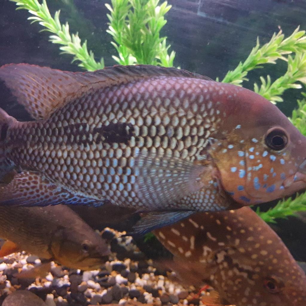 stunning rio mag umbee cichlid in L35 Knowsley for £60.00 for sale | Shpock