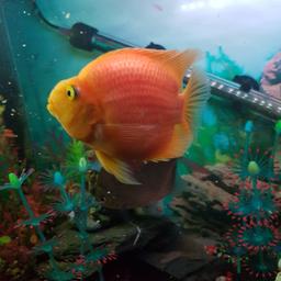 parrot fish 8/9 inch
very active and eats anything that fits in mouth eating blood worm,flakes and snails and the odd little fish looking for £20 ono offers welcome