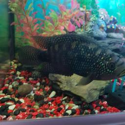 jack dempsey 6/7 inch
lovely fish with belter markings and colours very healthy eating bloodworm, flakes ,snails looking for £25 ono