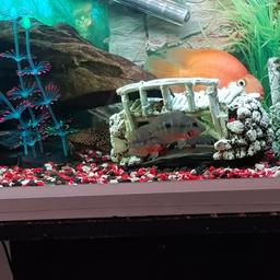 2 fire mouth cichlids 3/4inch
as far as I no there a mating pair was together when I bought them so would like to sell together bosd colours flame red and silver lovely fish looking for £15ono for both