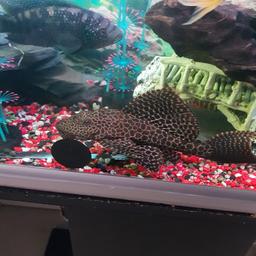 big pleco about 8/9inch
lovely fish keeps the glass clean with his big mouth got lovely marking think it a leopard pleco healthy and active all day looking for £25ono