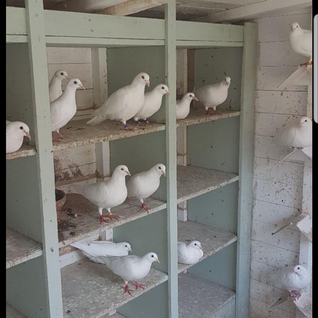 White Racing pigeons in WV12 Walsall for £10.00 for sale | Shpock