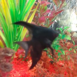 1 black Angel fish 
came with the tank 
I bought but not wanted 
collection only 
Free to first person to collect