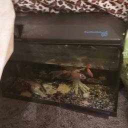 60l fish tank with large pleco small pleco large goldfish and small goldfish.  Need kind home as we are moving.  Good home more important than money