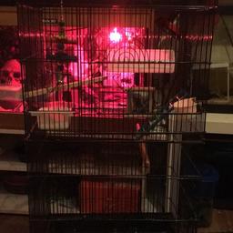 Bird cage for sale. In used condition, comes with a few accessories. Selling as was used as a temp cage for my cockatiels. Is suitable for any bird up to a cockatiel. Comes with a few accessories. £20 