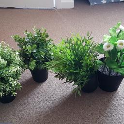 4 plants for sale