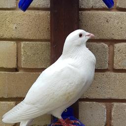 I have a pair of breeding pure white pigeon for sale. they are currently have two chicks that should leave the nest in next two weeks. 
the pair and the chicks plus nest for £60.