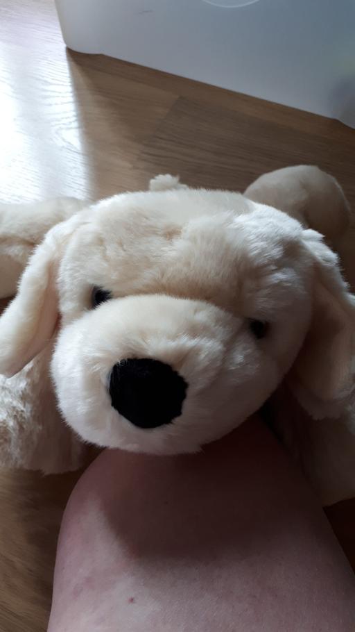 Buy & Sell Norfolk Great Yarmouth - Photos for andrex puppy