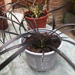 Self clumping Black coloured grass plants for sale. 
Look great set amongst White gravel. 
£2 each. Collection from M31 area observing social distancing rules.