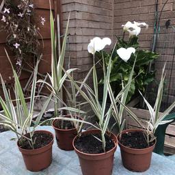 Ornamental grass with white stripes & pink hues that dies off over winter, re-grows in spring (you can see the new growth in photo 2). 
It is self clumping & grows to a height of between 2-3 feet.
£2 each. Collection only from M31 area observing current social distancing rules.