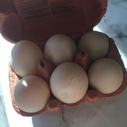 We have loads of chickens so we get fertile eggs also we have quil eggs they are deftly fertile ducks eggs is a £2 a eggs chicken eggs are £1 a egg etc etc pls comment for more info