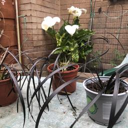 Self clumping Black coloured grass plants for sale. 
Look great set amongst White gravel. 
£2 each. Collection only from M31 area observing social distancing rules.