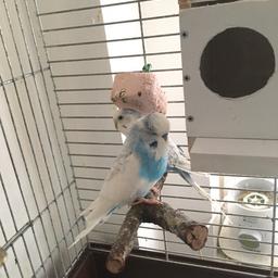Pair of budgies will come with a cage