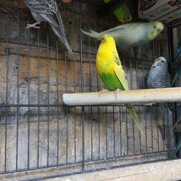I have beautiful budgies for sale, young and adults. different colours. not all the budgies in the picture is for sale. please contact me for specific questions.
I have bonded pairs as well.

£20 each
2 for £35
bonded pairs £50

feel free to ask any questions.