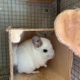 Female Wilson white - 5 years old - not suitable for breeding - also has to live alone as doesn’t like other chinchillas - no cage included