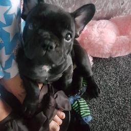 with a very sad heart im having to sell my french bulldog gucci she a beautiful dog great with kids not good with cats or other dogs up to date with jabs and micro chipped shes also full pedigree with kc papers