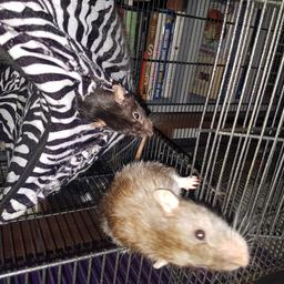 Pet Rats (2) & Cage Free To A Good Home. We Need To Re-home Due To The Birth Of Our New Baby Girl - Can Be Collected Or I Can Deliver Free Of Charge. All Healthy & In Very Good Condition