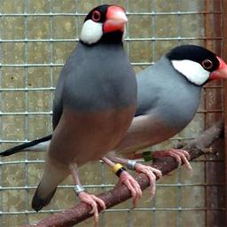 Java sparrows x 6 2pair rest unsexed nice healthy birds no time wasters