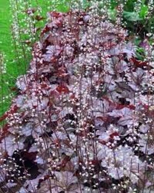 Buy & Sell Penn Wolverhampton - Photos for Heuchera garden ready plants