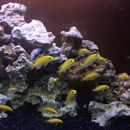 I am selling or swapping my own juvenile yellow labs. They are about 1.5 to 2.5 inches long, very healthy and happy. Keeping them in 7.8Ph, 26,5C temperature. I am thinking swapping maybe 5 of them for 1 other cichlid, preferably blue johanni, demanosi, ob zebras ( female or youngsters), yellow tail acei...happy to discuss it. £2 each or a deal.