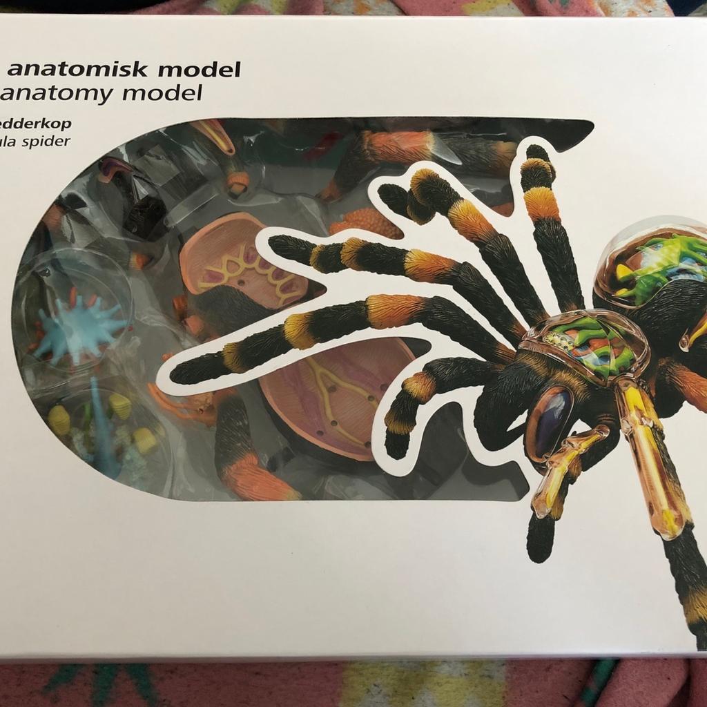 Pebaro 857/1 Holzbausatz Tarantel – 3D-Puzzle Spinne Mit 28 Teilen Zum Ausbrechen & Zusammenstecken