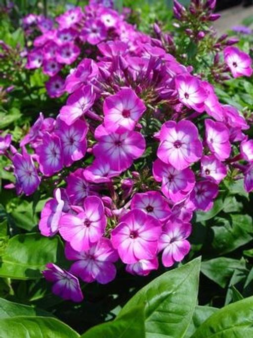 Buy & Sell Penn Wolverhampton - Photos for Phlox garden ready plants