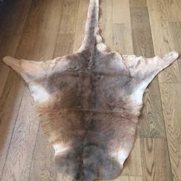 Dimensions: 162 x 125cm
Kangaroo skin rug. Gifted from relative from Australia but never used. Been in storage since.