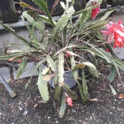 großer Kaktus - Kakteen - es sind zwei vorhanden - jeweils mit den Blumentöpfen - nicht winterhart
Preis bezieht sich auf einen
Nur an Selbstabholer

Privatverkauf - keine Gewährleistung und Rücknahme
Anfragen gerne per email - schaut auch meine andere Angebote an - Porto sparen.