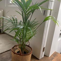 Nice large house plant. Virtually zero maintenance as it needs very little water. Collection E9. Basket not included.