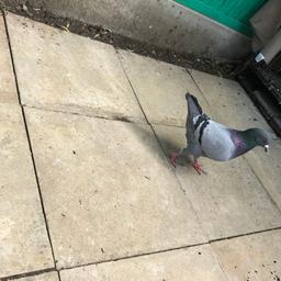 Hi. King pigeon male for sale £40 only
 Collection only