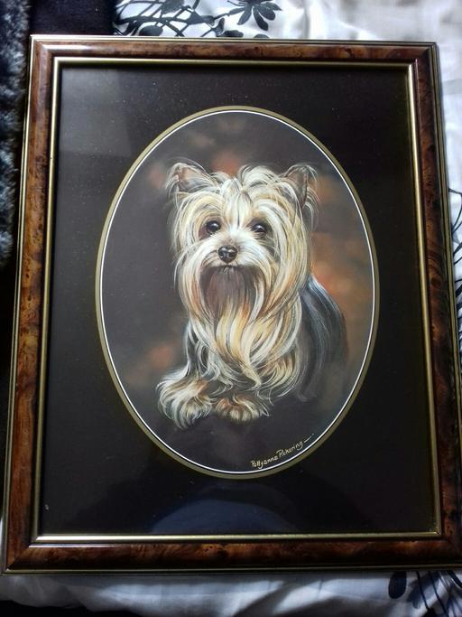 Buy & Sell South Yorkshire Doncaster - Photos for Yorkshire Terrier Framed Picture