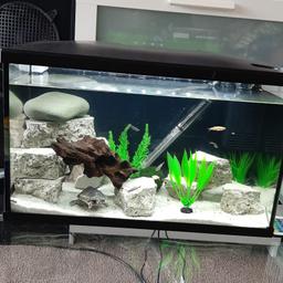 tank is 1ft 20 long and 1ft 13 tall has working light a heater and filter 6 minnows 2 red plecs same size look in pics what you see you get no leaks good to go the musk turtle is a male and about 5 months old and eats out of your hand comes with food collection only from handsworth b20 2BZ