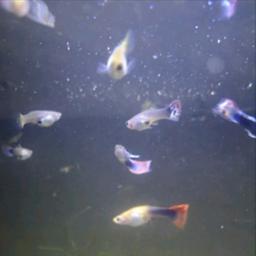 Beautiful guppies standard and Endler available £1.50 each collection or delivery if local for a extra charge