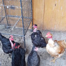 These are large hens on point of lay for those who also want to breed 25 each